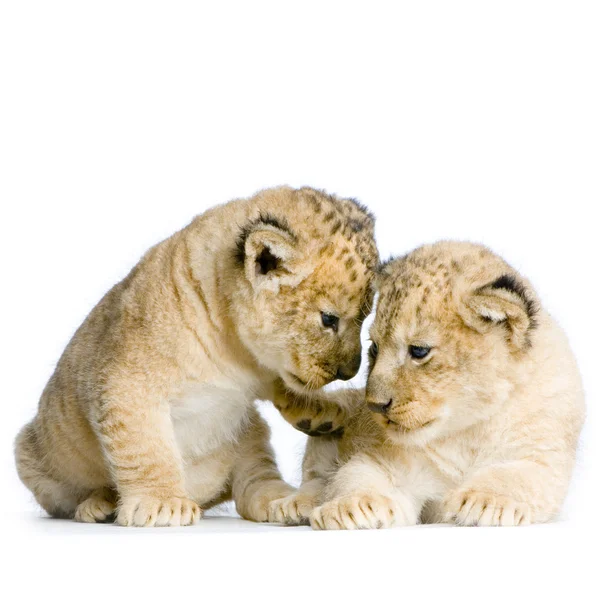 Twee leeuwenwelpen — Stockfoto