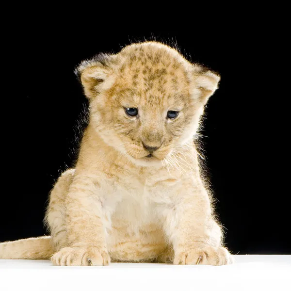 Leão filhote sentado — Fotografia de Stock