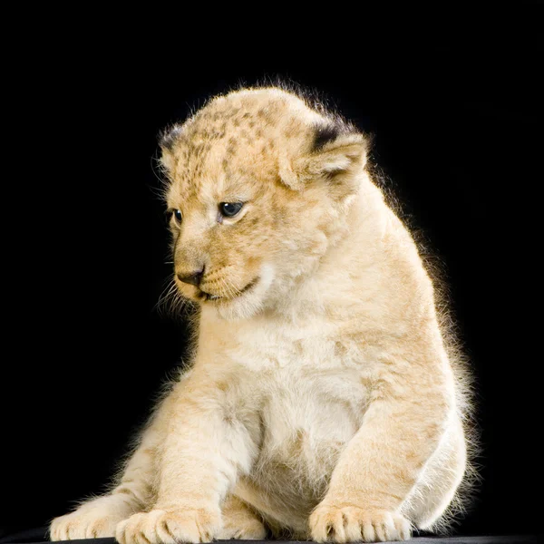 Lejon unge sitter — Stockfoto