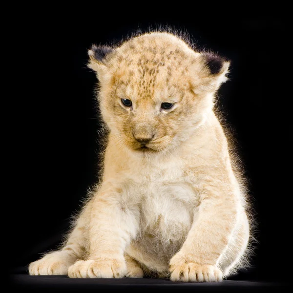 Leeuw cub zitten — Stockfoto