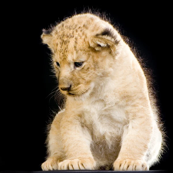 Lion Cub assis — Photo