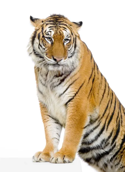 虎のポーズ — ストック写真