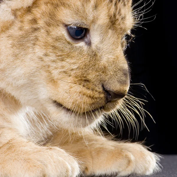 小狮子 — 图库照片