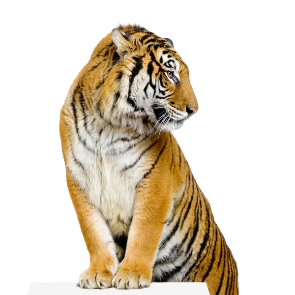 Tigre está posando — Fotografia de Stock