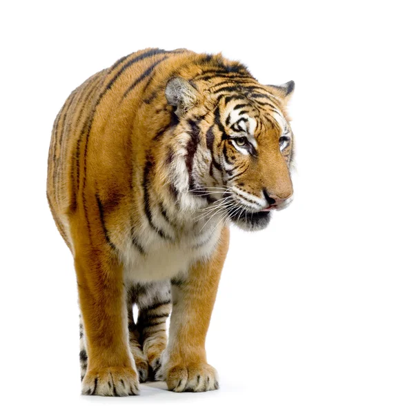 Tigris állva — Stock Fotó