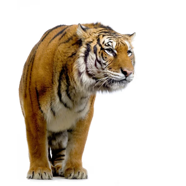 Стоячі тигр — стокове фото
