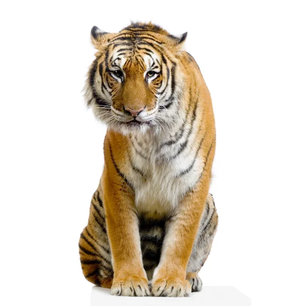 Тигр сидит — стоковое фото