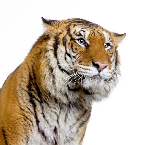 老虎的脸 — 图库照片