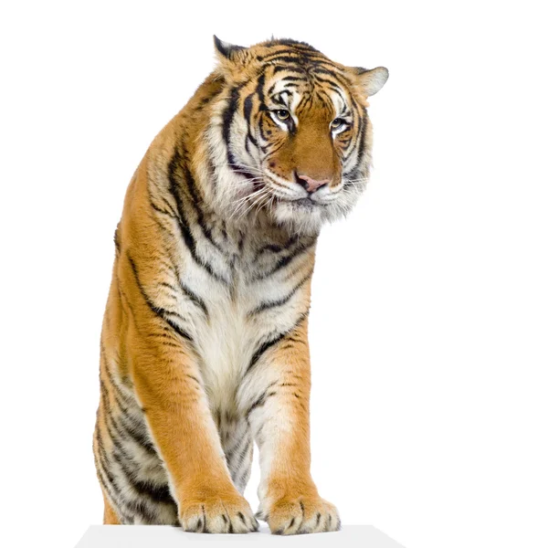 Tigre posa — Foto Stock