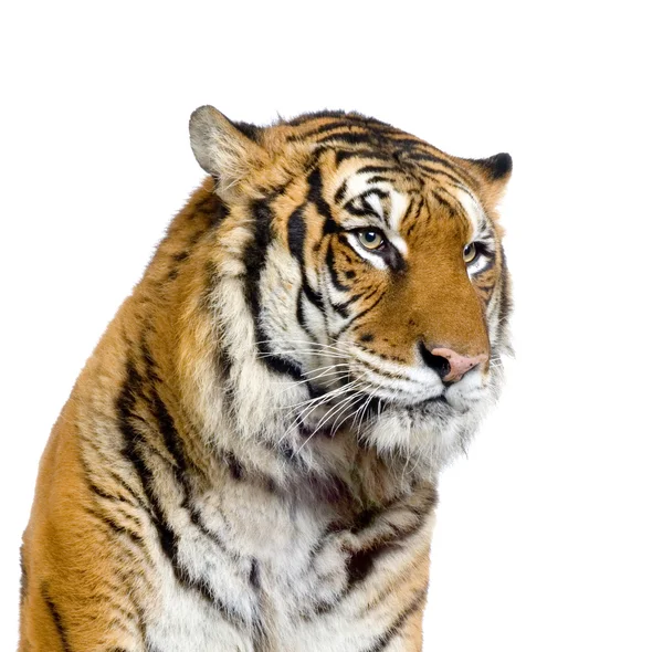 Tiger's face — Stock Fotó