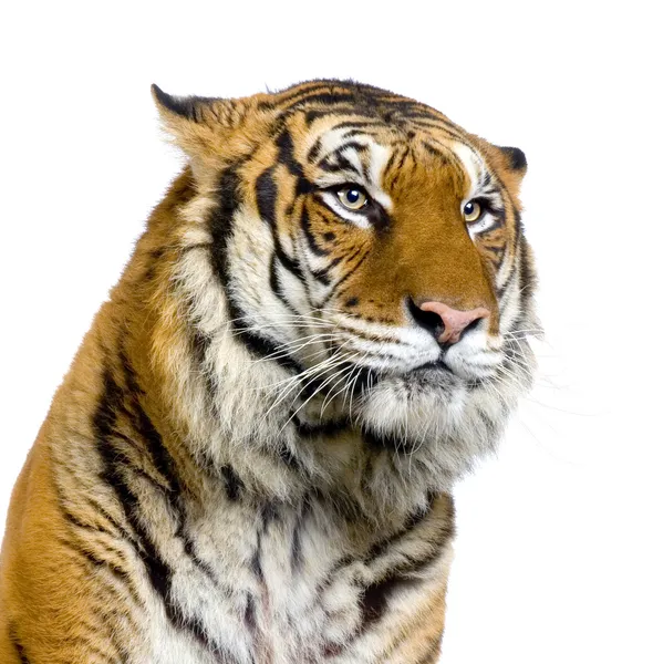 Tiger's face — Stock Photo, Image