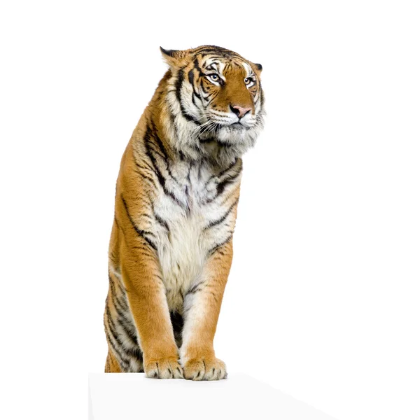 Tiger's poseren — Stockfoto