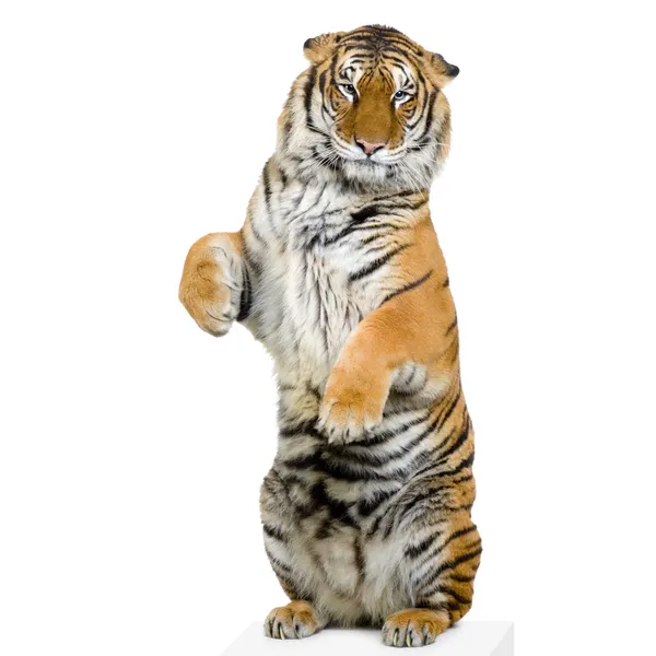 Tygrys stojącej — Zdjęcie stockowe