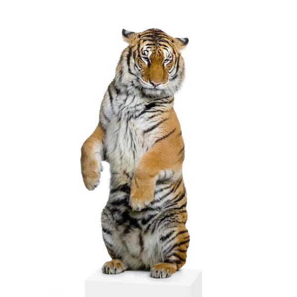 Stock image Tiger standing up