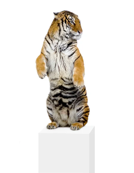 Tiger im Stehen — Stockfoto