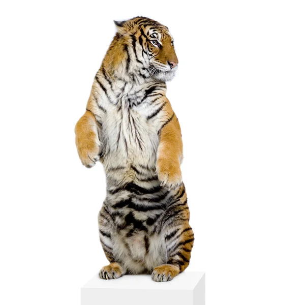 Стоячі тигр — стокове фото