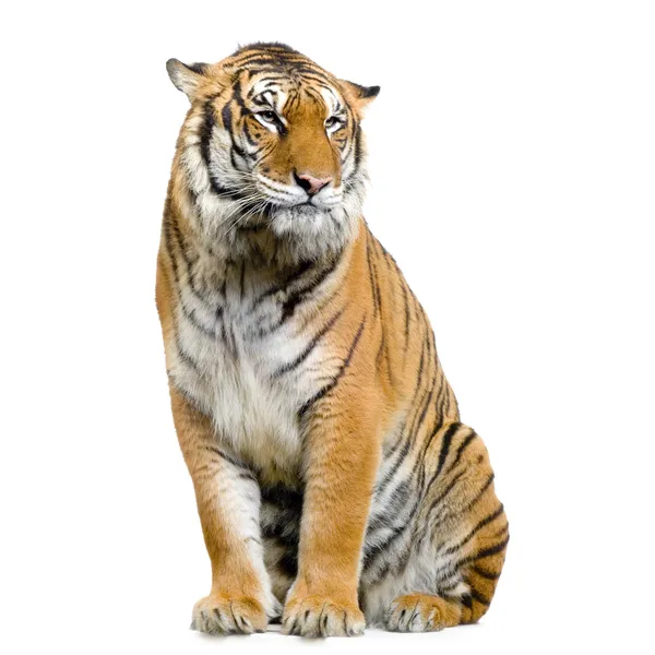 Тигр, сидячи — стокове фото
