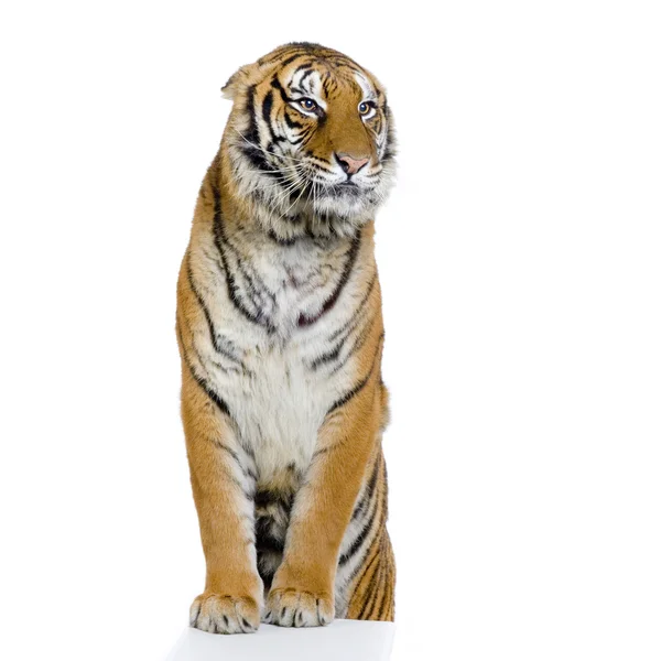 Pozowanie tygrysa — Zdjęcie stockowe
