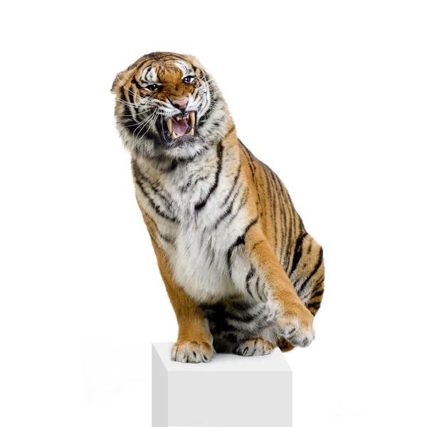 Tigre ronronando — Fotografia de Stock