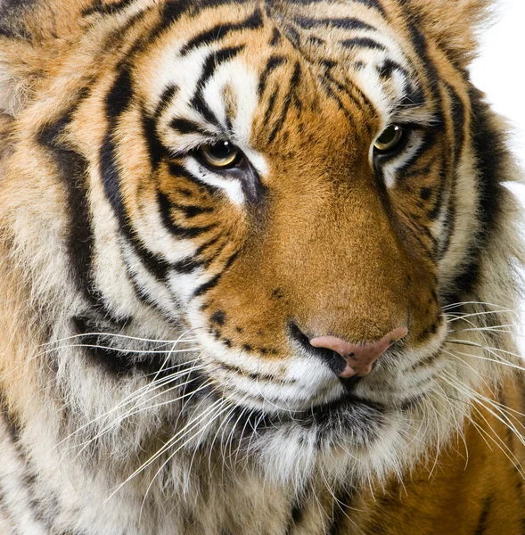 Tiger 's face — стоковое фото