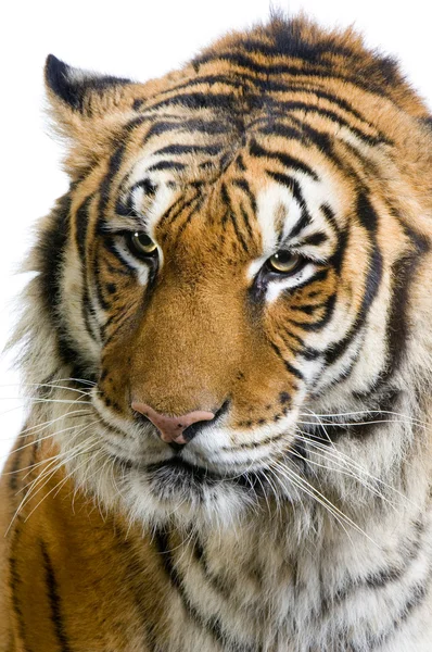 Cara de tigre — Fotografia de Stock