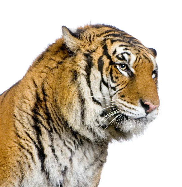 Cara de tigre — Fotografia de Stock