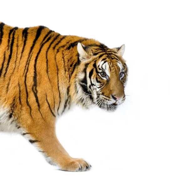 Spaceru tygrysa — Zdjęcie stockowe