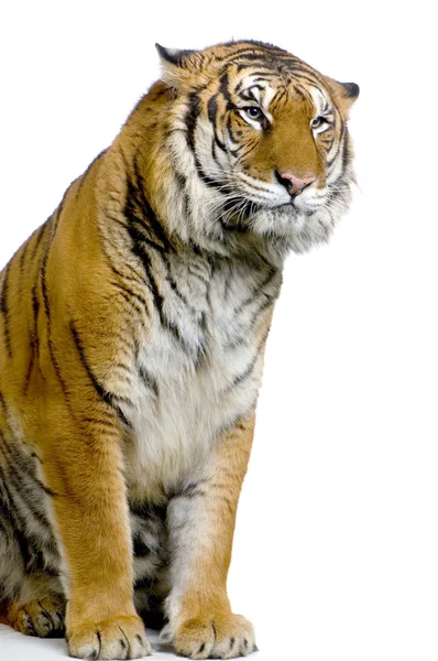 Tiger poserar — Stockfoto