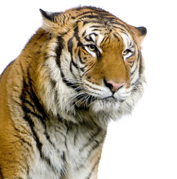 Visage de tigre — Photo