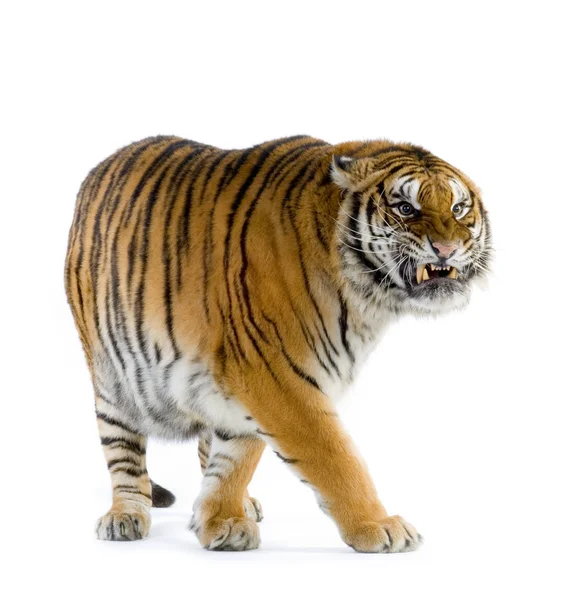 Тигровая ходьба — стоковое фото