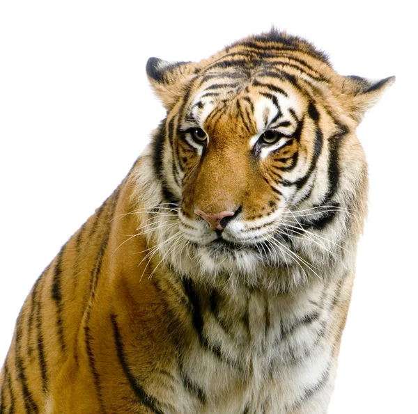 虎の顔 — ストック写真