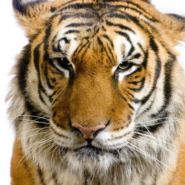 tiger 's face

