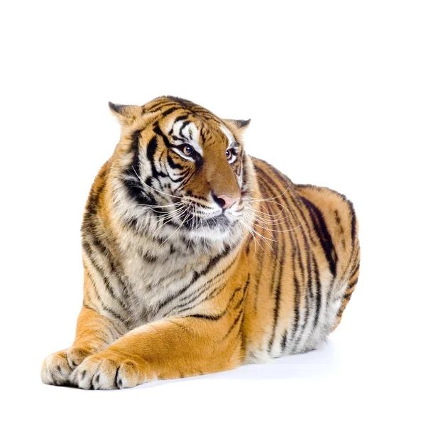 Тигр лежит. — стоковое фото