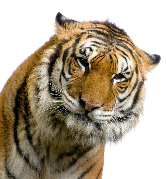 Tiger's gezicht — Stockfoto