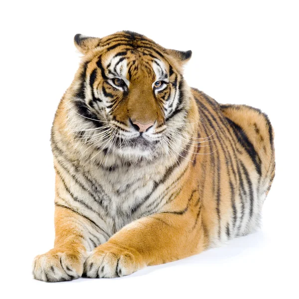 Tygrys w pozycji leżącej — Zdjęcie stockowe
