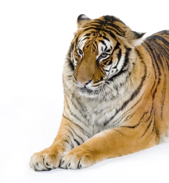 Tiger lying down — Stock Photo, Image
