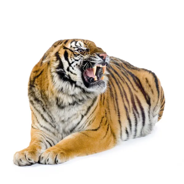 Tigre acostado —  Fotos de Stock