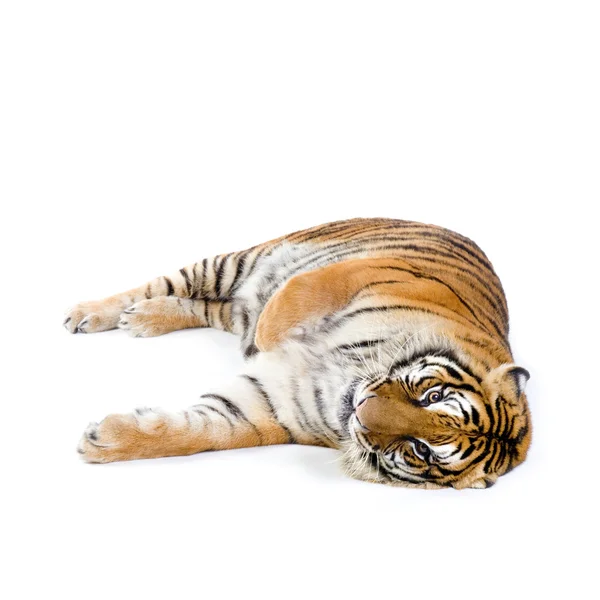 Tigre acostado — Foto de Stock