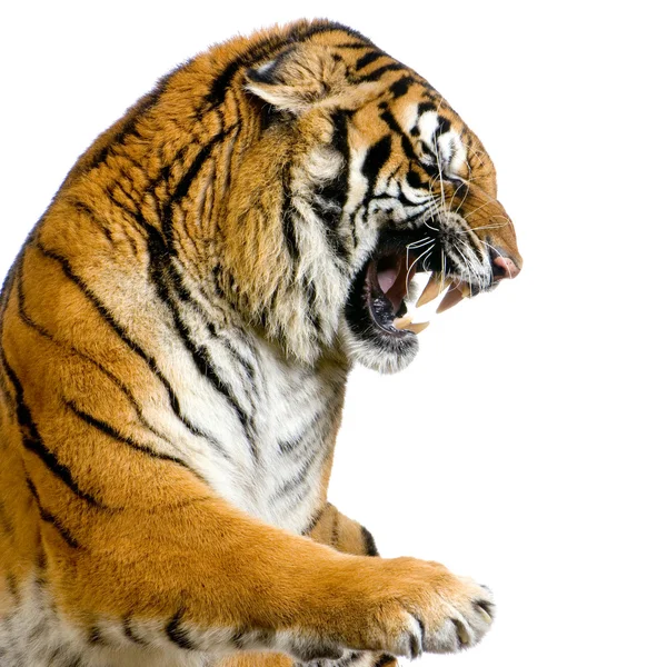 Snarling del tigre —  Fotos de Stock