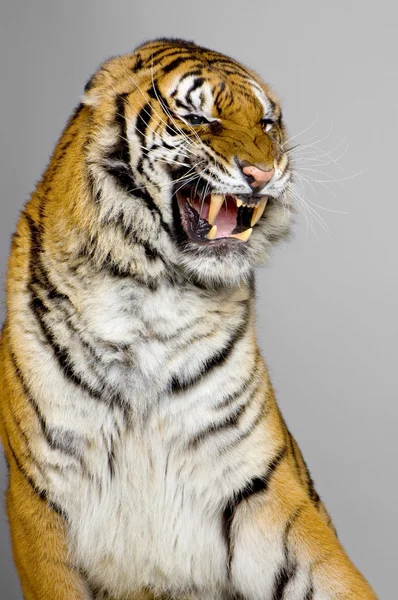 Tiger's Snarling — Stock Photo, Image