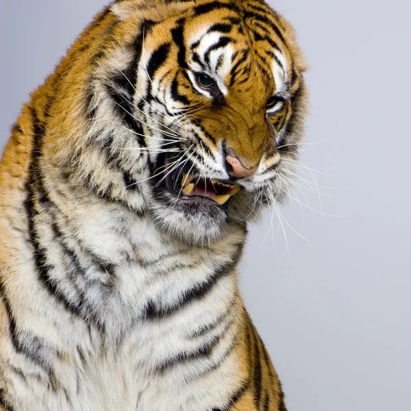 Tiger morrande — Stockfoto