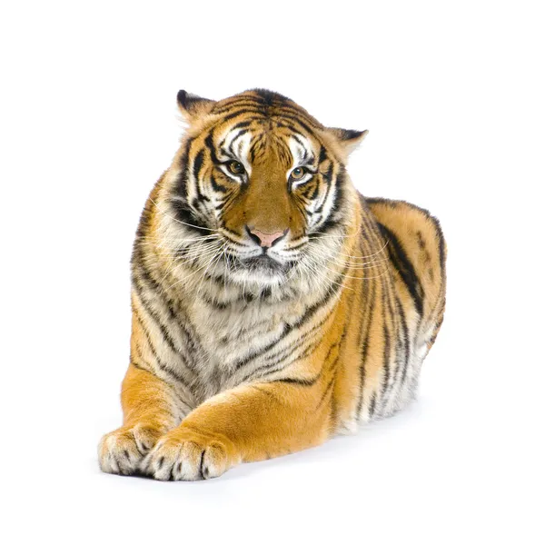 Tygr vleže — Stock fotografie