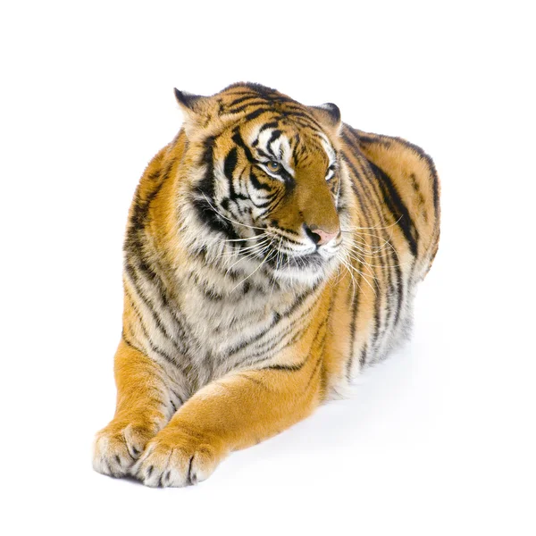 Tigre deitado — Fotografia de Stock