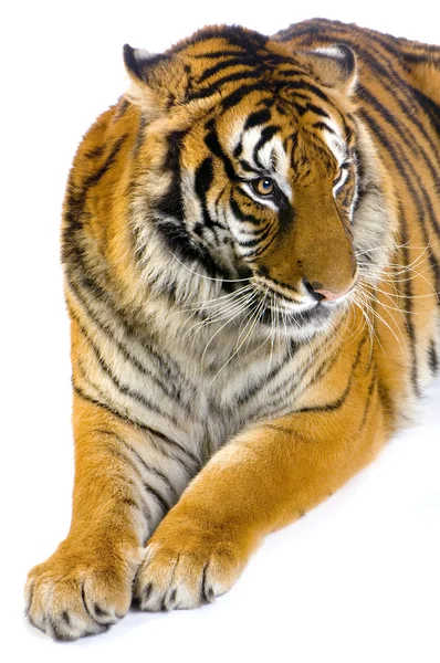 Tigre sdraiata — Foto Stock