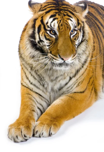 Tiger im Liegen — Stockfoto