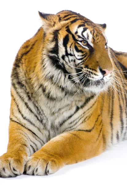 Tygr vleže — Stock fotografie