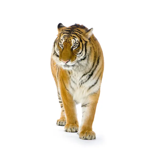 Tigre de pé — Fotografia de Stock