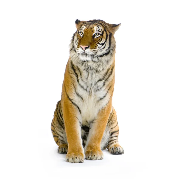 Тигр сидит — стоковое фото