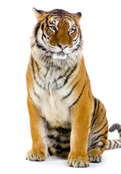 Tigre sentado —  Fotos de Stock