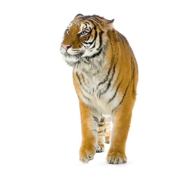 Tiger promenader — Stockfoto